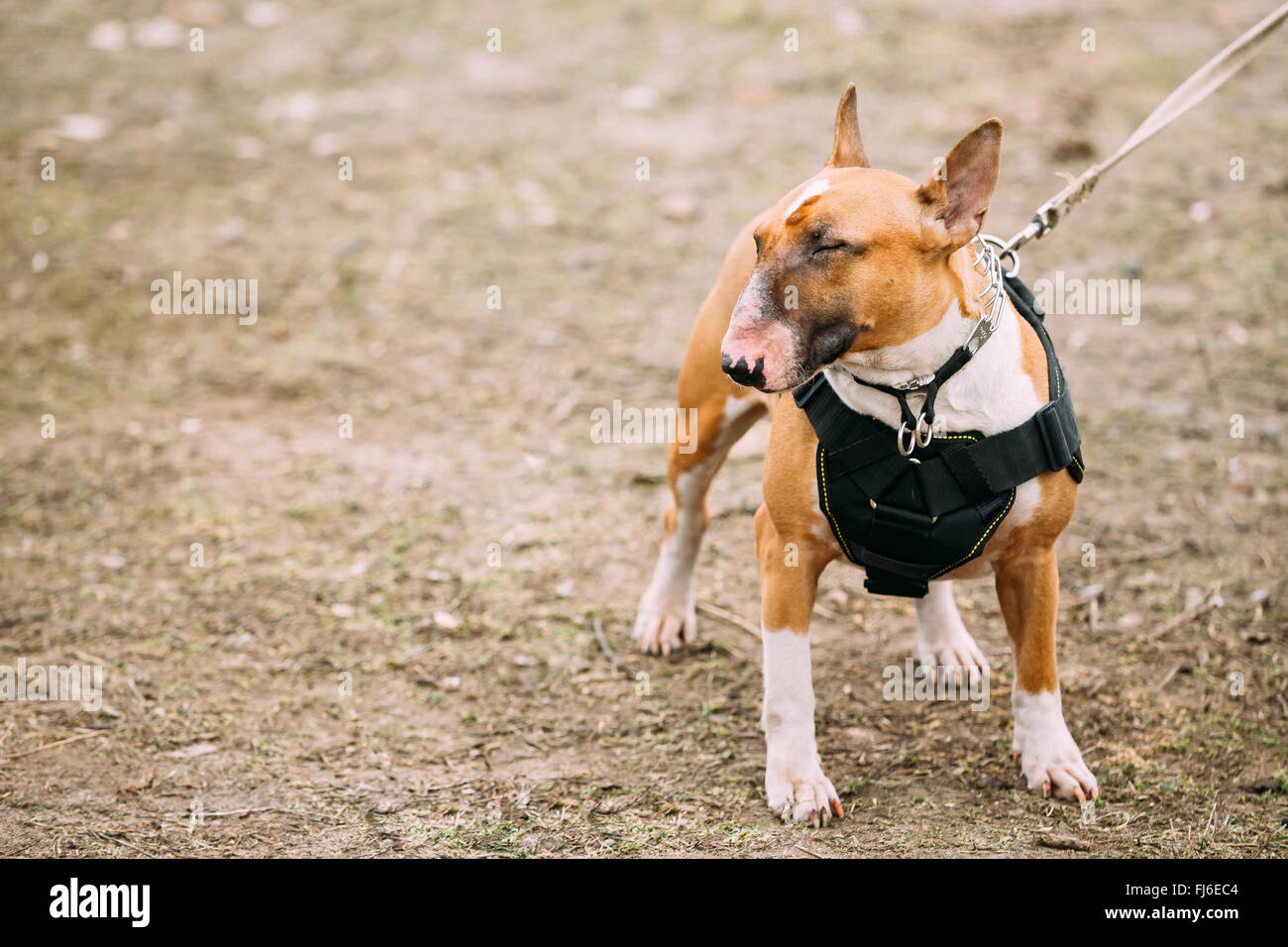Lustiger braun Bullterrier Hund Portrait im Freien. Andere Namen - Bully, der weiße Kavalier, Gladiator und English Bull Terrier. Stockfoto