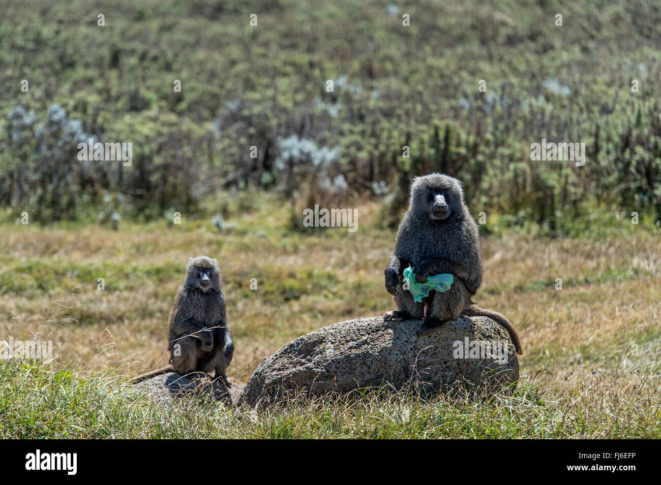 Olive Baboon (Papio Anubis) hält eine Plastik Beutel Bale Mountains, Äthiopien, Afrika Stockfoto