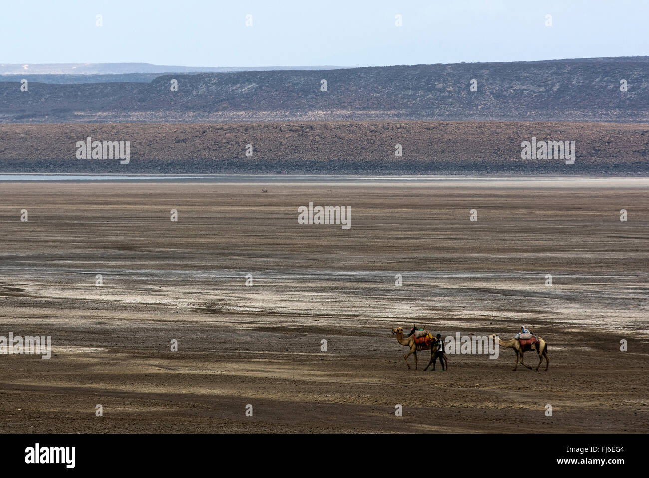 Einheimischen führenden Herde von Kamelen durch die Wüste See Abbe, Dschibuti, Afrika Stockfoto