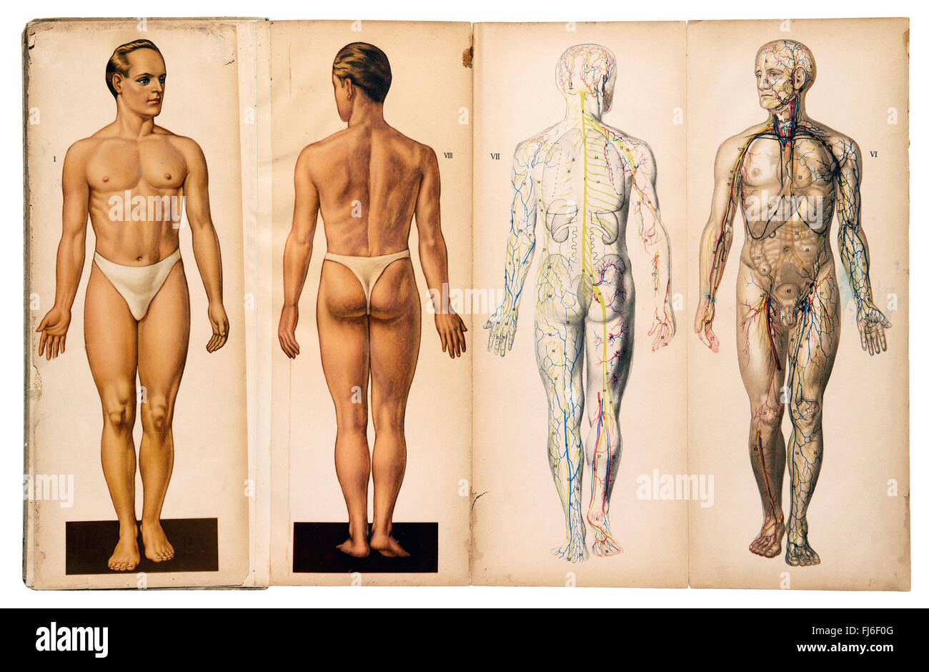 Alte Vintage männliche Medizin Anatomie Diagramme Stockfoto