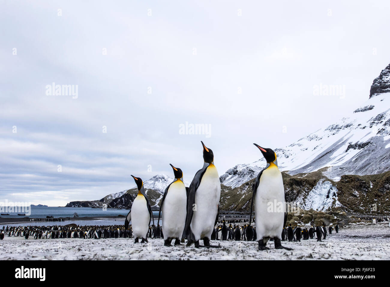 Königspinguine (Aptenodytes Patagonicus) mit schneebedeckten Bergen im Hintergrund rechts Whale Bay, Süd-Georgien Stockfoto