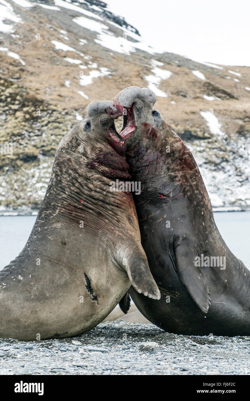 See-Elefant (Mirounga Leonina) Männchen kämpfen St. Andrews Bay, Süd-Georgien Stockfoto