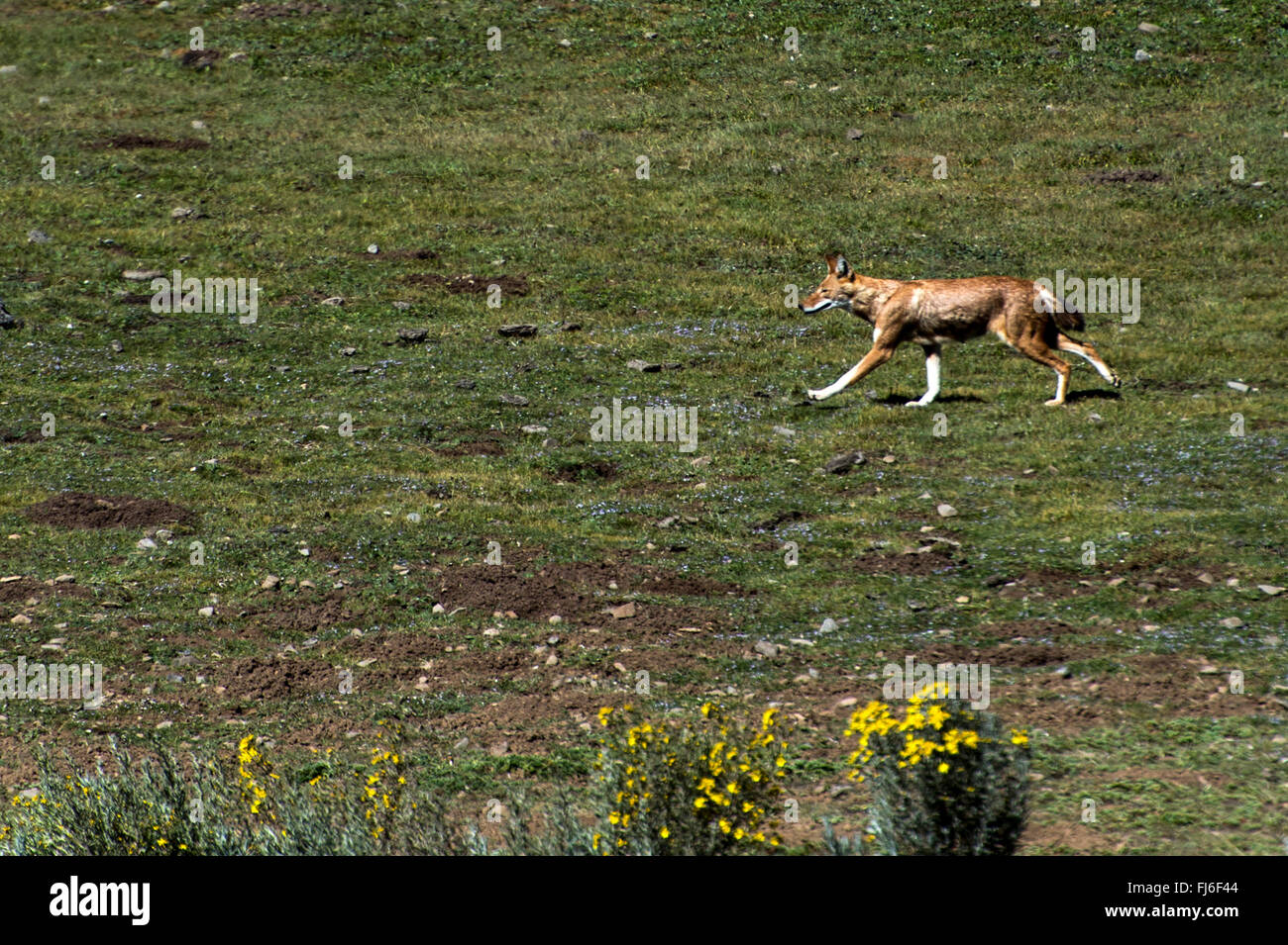 Äthiopischer Wolf (Canis Simensis) laufen Bale Mountains, Äthiopien, Afrika Stockfoto