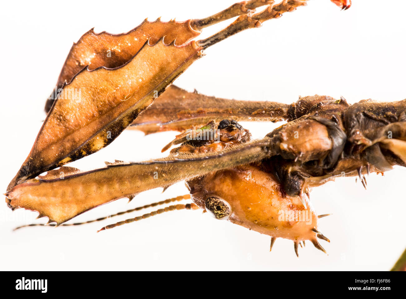 Stabheuschrecke, Extatosoma Tiaratum, riesigen Insekt, Australien, Ausschneiden Stockfoto