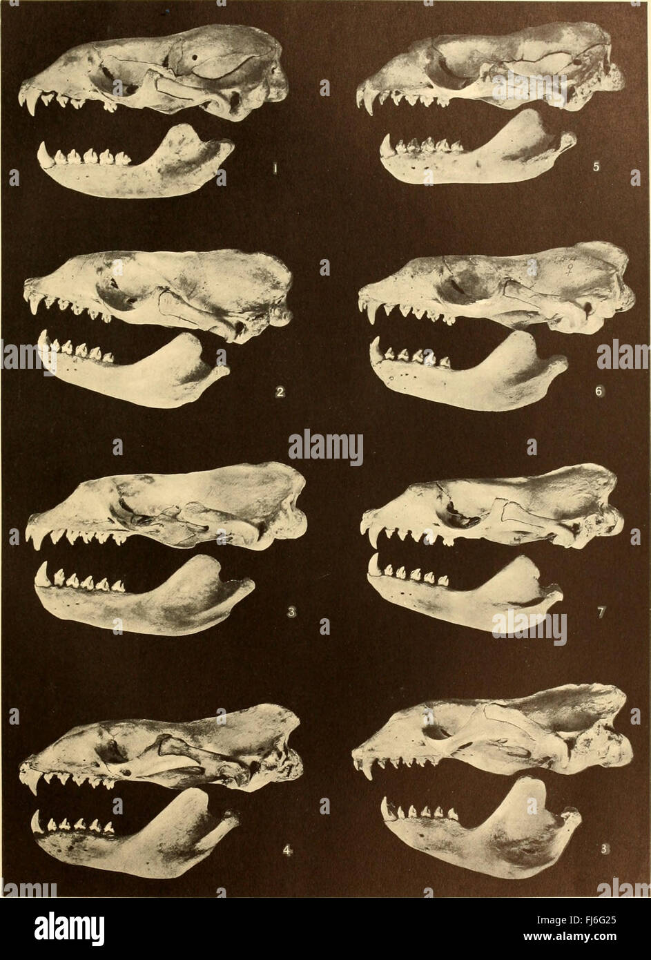 Entdeckung-Berichte (1940) Stockfoto