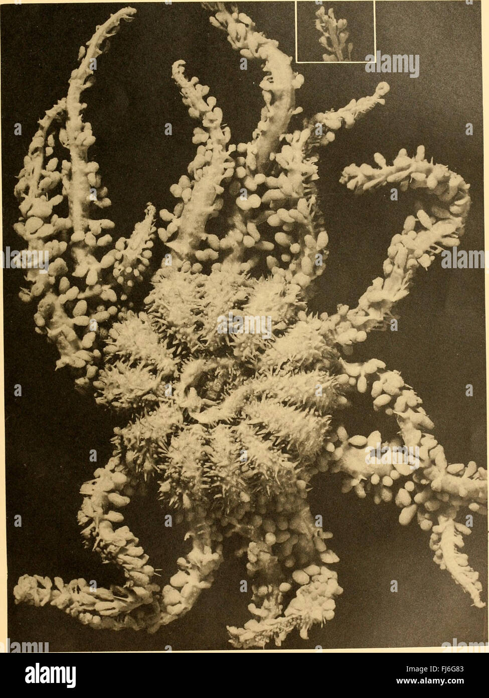 Entdeckung-Berichte (1941) Stockfoto