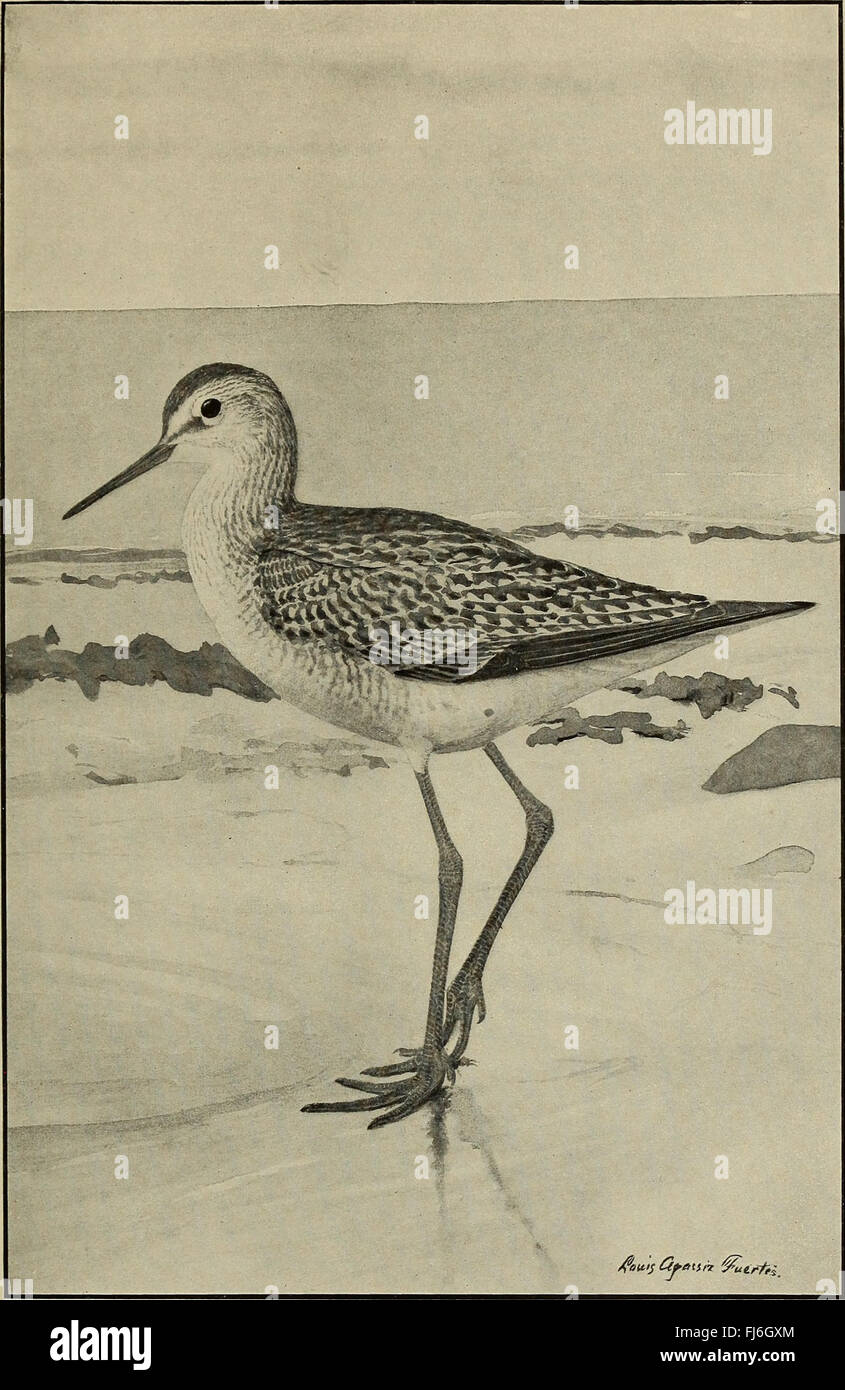 Verteilung und Migration der nordamerikanische Küstenvögel (1912) Stockfoto