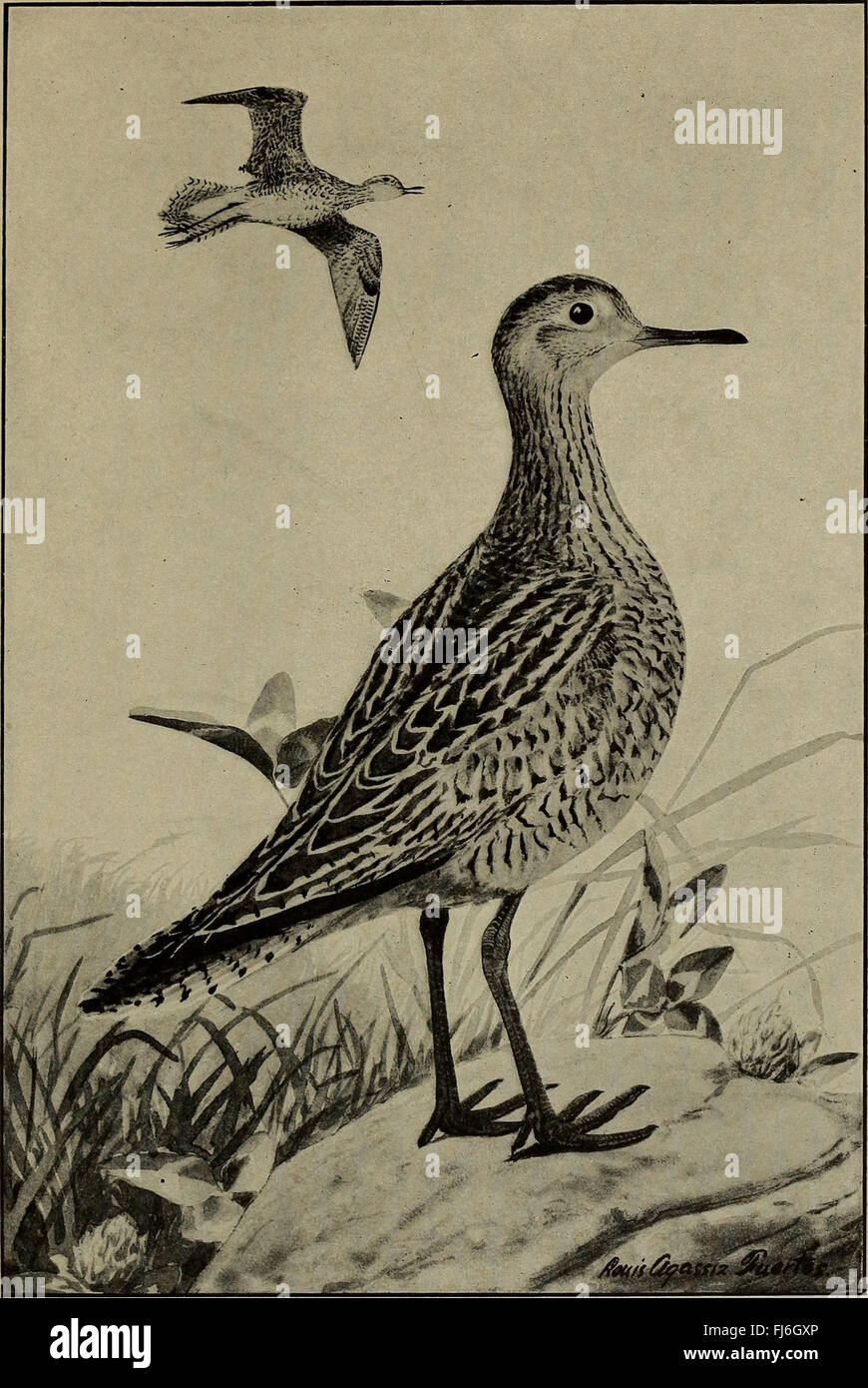 Verteilung und Migration der nordamerikanische Küstenvögel (1912) Stockfoto