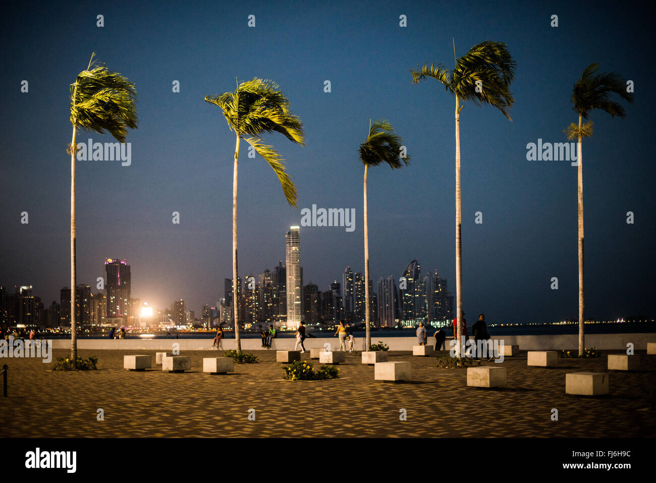 PANAMA CITY, Panama--hohe Palmen Bäume stehen aufrecht an der renovierten Küste von Panama City, Panama, Panama Bay, mit den Lichtern des Punta Paitilla im Hintergrund. Stockfoto