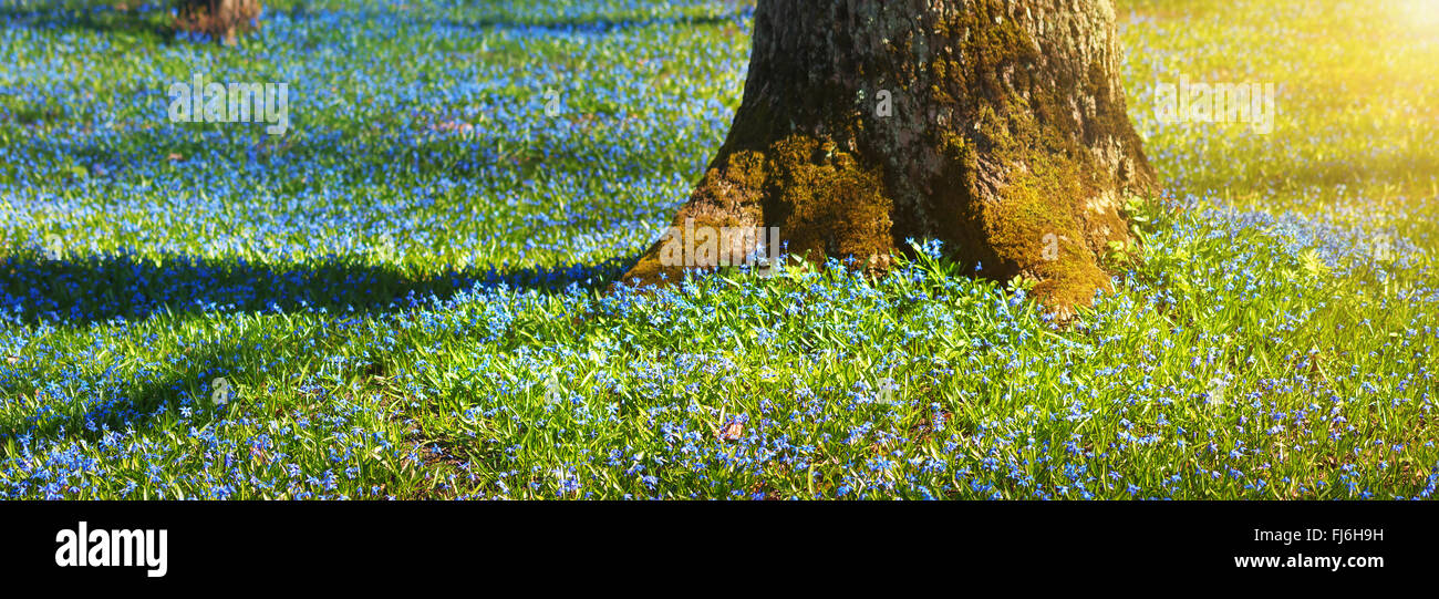 Scilla Blumen im park Stockfoto