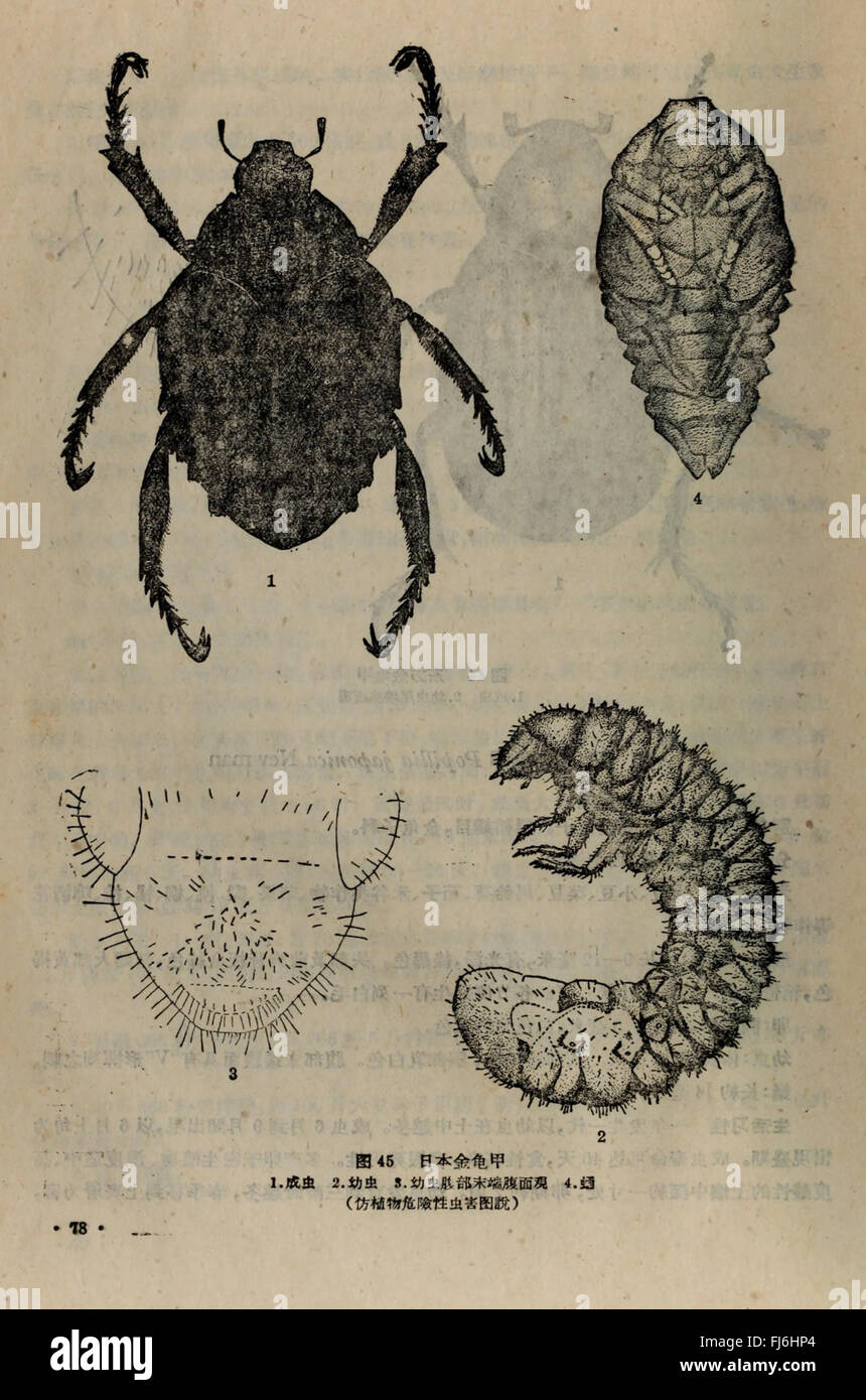 Die Agrarstudie *Dong bei nong zuo wu hai chong tu shuo* aus dem Jahr 1959 dokumentiert landwirtschaftliche Praktiken im Nordosten Chinas mit Schwerpunkt auf Pflanzenmanagement, Bodenbedingungen und Landwirtschaftstechniken. Sie bietet wertvolle Einblicke in die regionale landwirtschaftliche Entwicklung, nachhaltige Praktiken und die Entwicklung chinesischer Landwirtschaftstechniken im 20. Jahrhundert. Stockfoto
