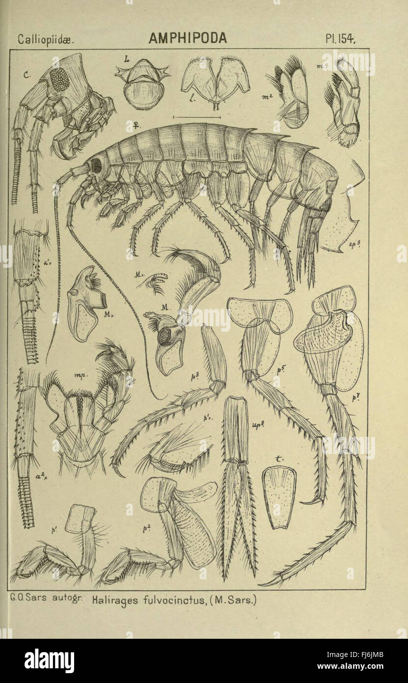 Ein Konto der norwegischen Crustacea (pl. 154) Stockfoto