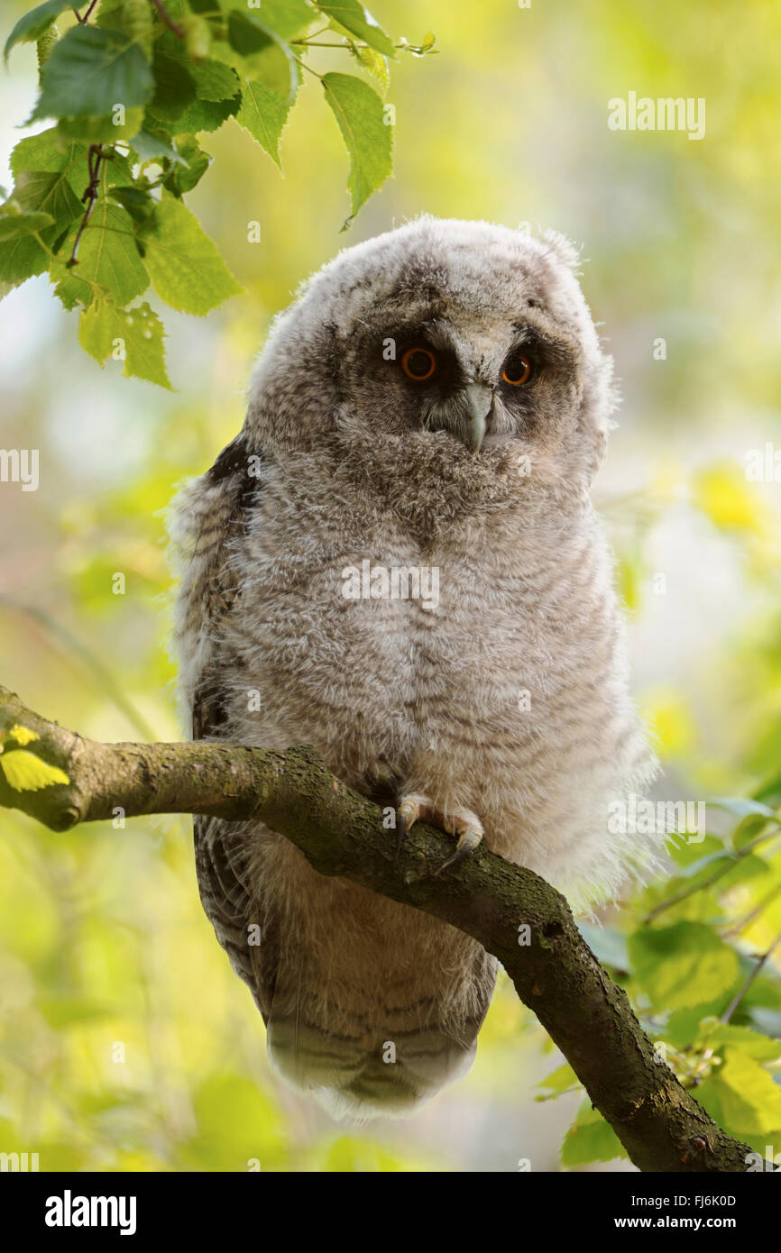Waldohreule (Asio Otus) im Frühling, junge, sitzt in einer Birke, schöne Augen, umgeben von leuchtend farbigen Blättern. Stockfoto