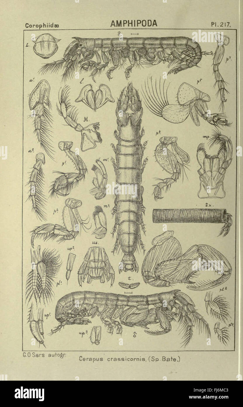 Ein Konto der norwegischen Crustacea (pl. 217) Stockfoto