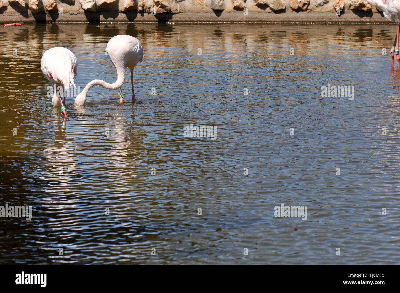 zwei Störche im See Essen Stockfoto