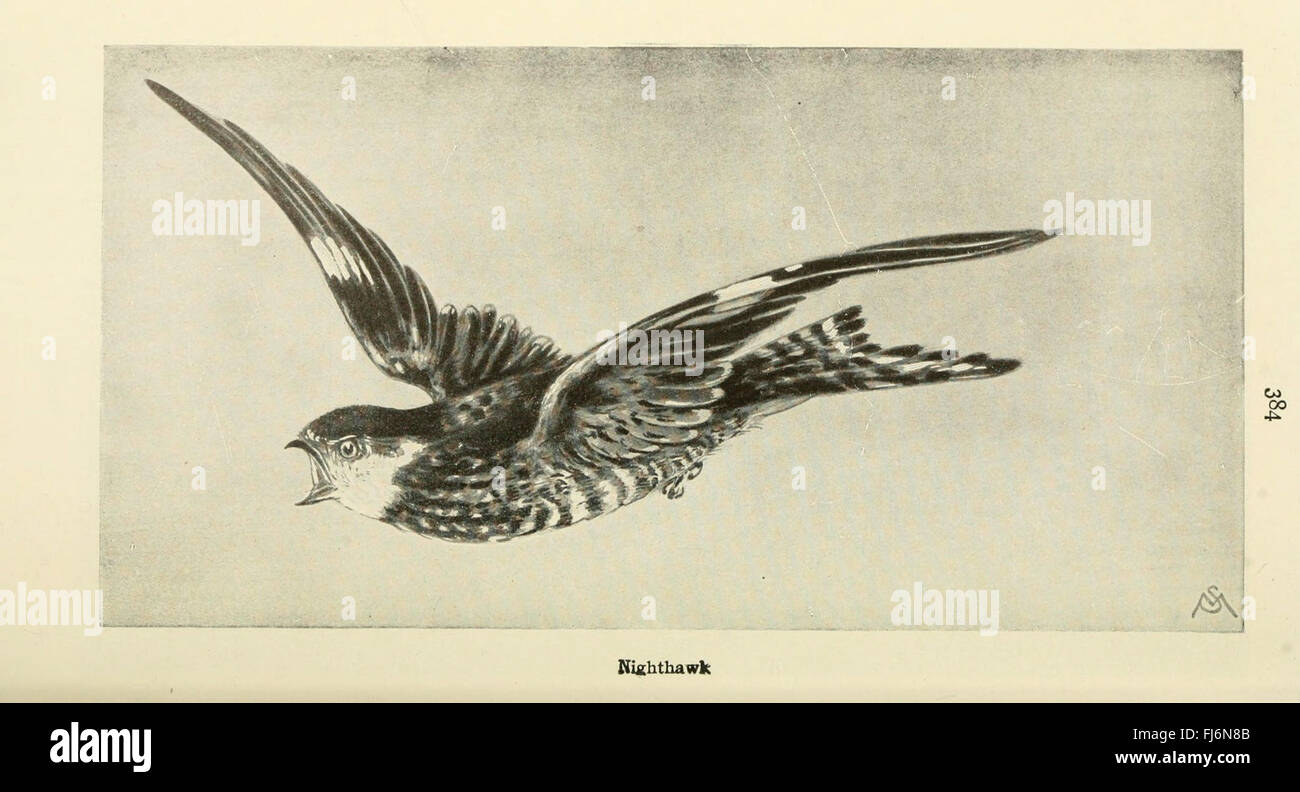 Feldbuch von Wildvögeln und ihre Musik Stockfoto