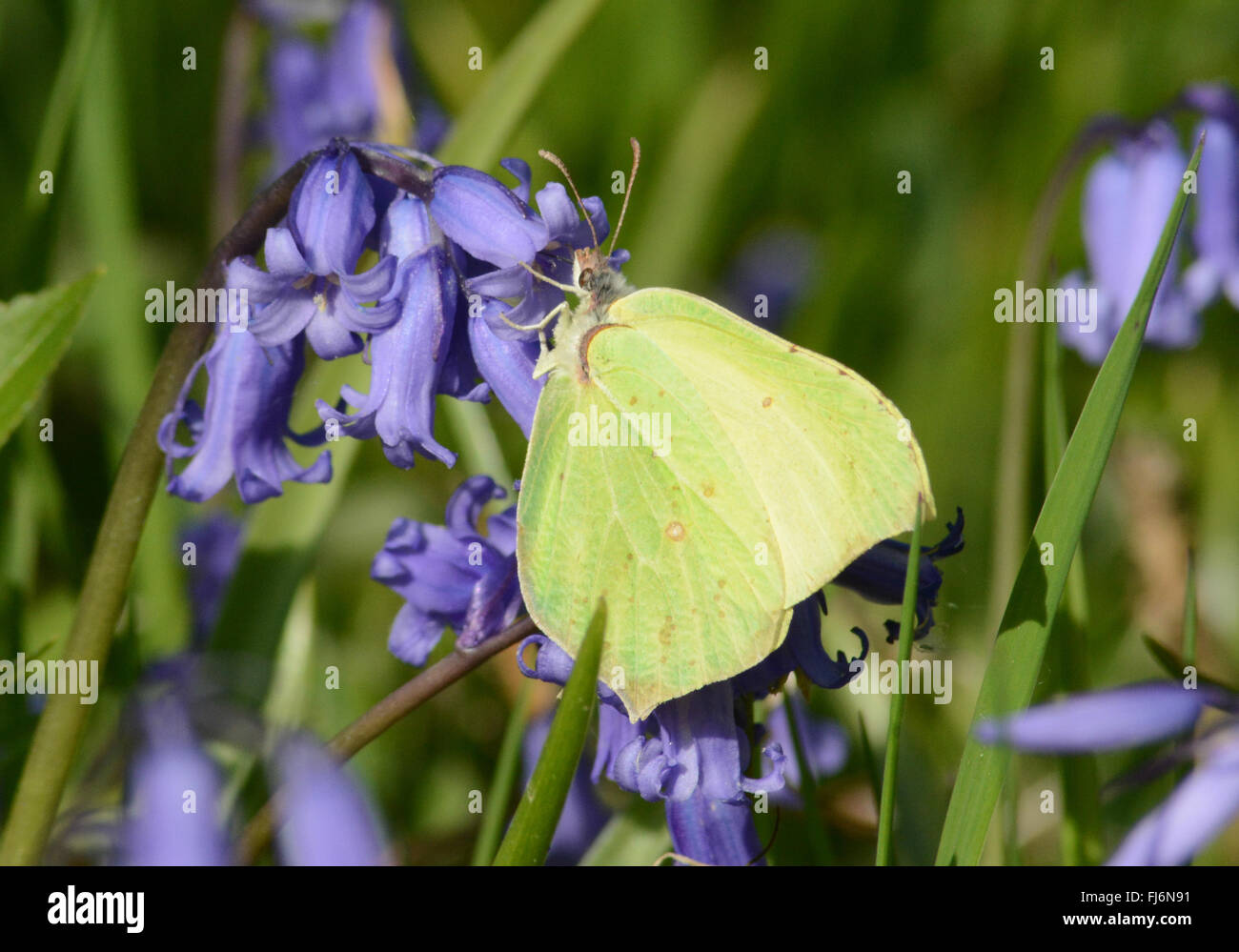 Schwefel-Schmetterling (Gonepteryx rhamni) nectaring on bluebell (Hyacinthoides non-scripta) Blume, Großbritannien Stockfoto