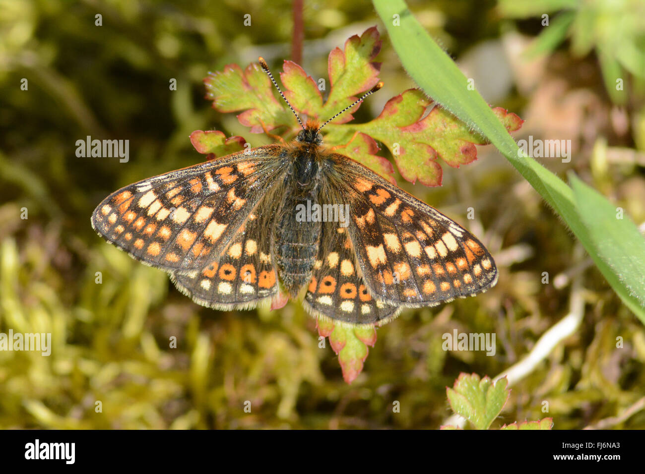 Marsh Fritillary (Etikett Aurinia) Schmetterling am Cotley Hill in Wiltshire, England Stockfoto