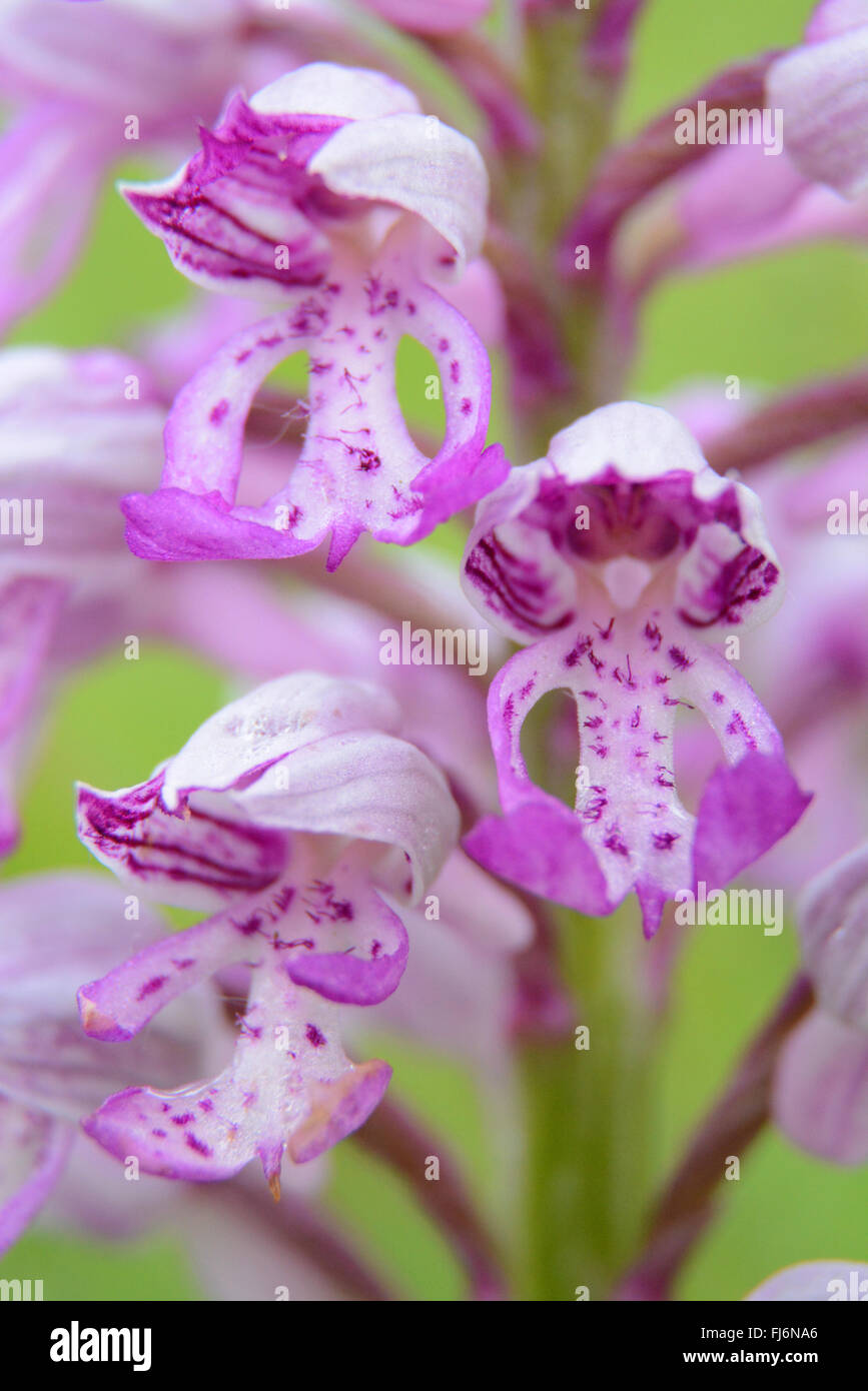 Militärische Orchidee (orchis militaris) Nahaufnahme im Homefield Wood in Buckinghamshire, England, Großbritannien Stockfoto