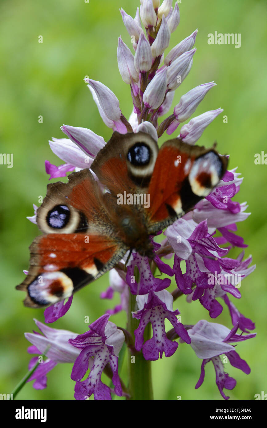 Peacock Butterfly (Aglais io), Insekt auf militärischer Orchidee (Orchis militaris) in Buckinghamshire, England, im Mai Stockfoto