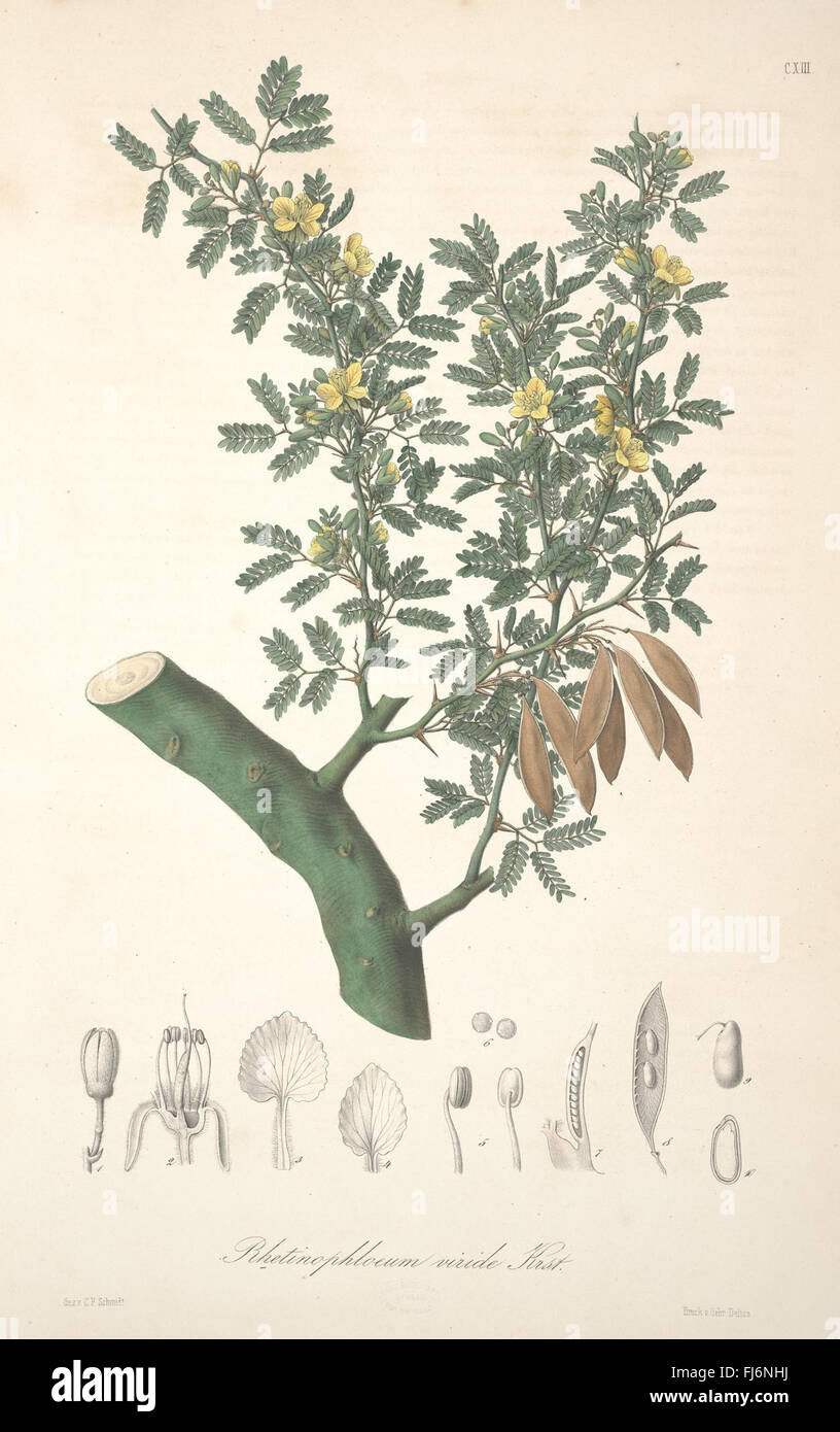 Florae Columbiae (Platte CXIII) Stockfoto