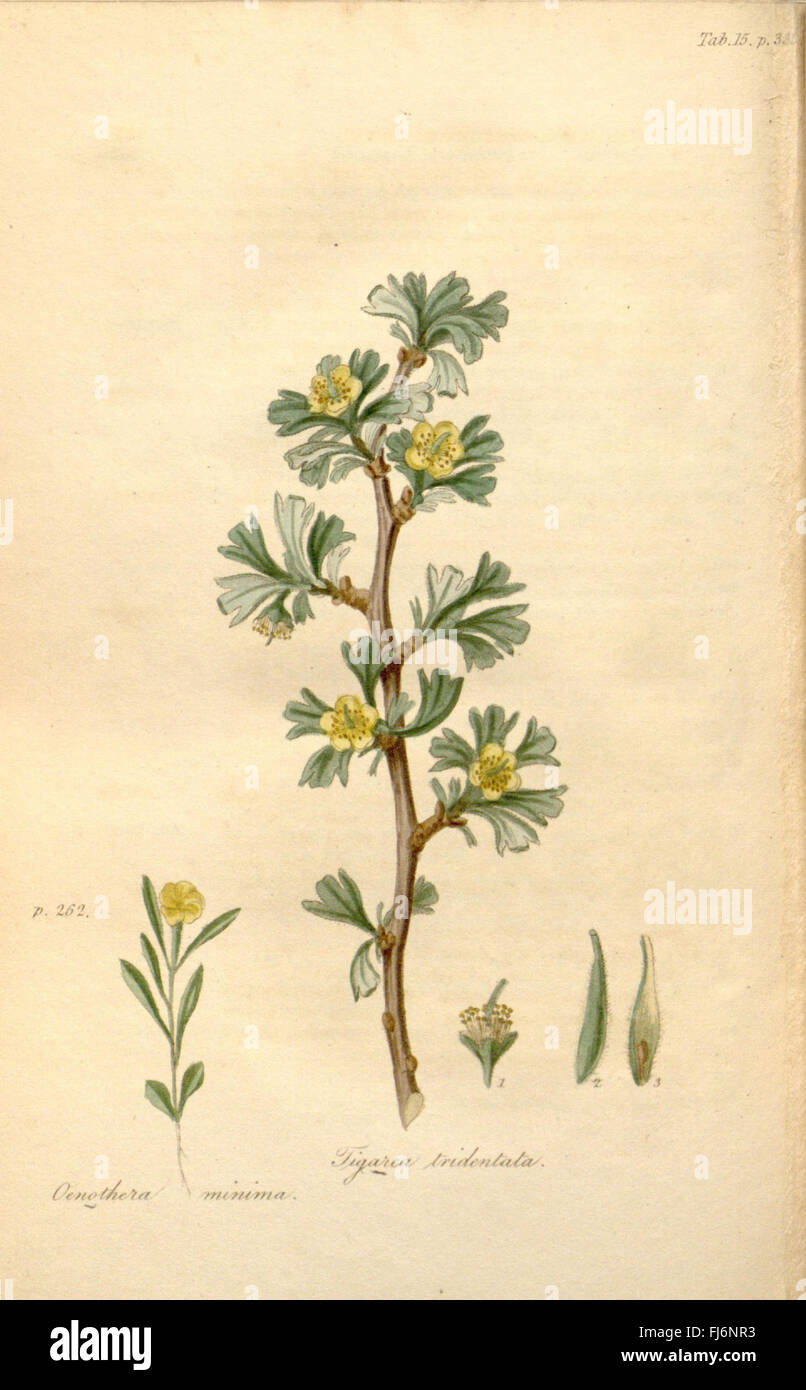 Flora Americae Septentrionalis (Tab. 15. s. 333) Stockfoto
