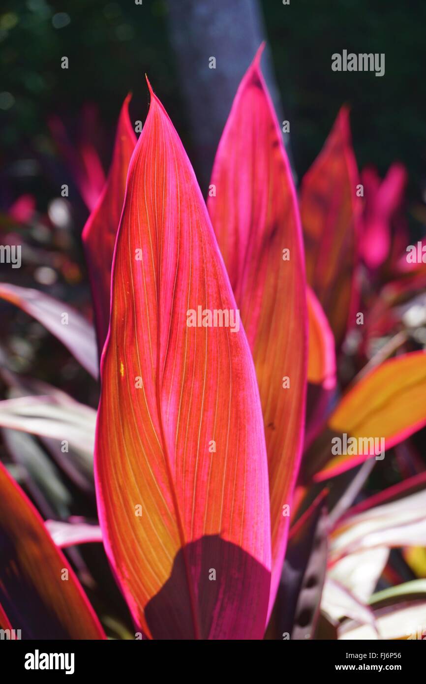 Tropische Zierpflanze Cordyline mit rosa Klinge hinterlässt Stockfoto