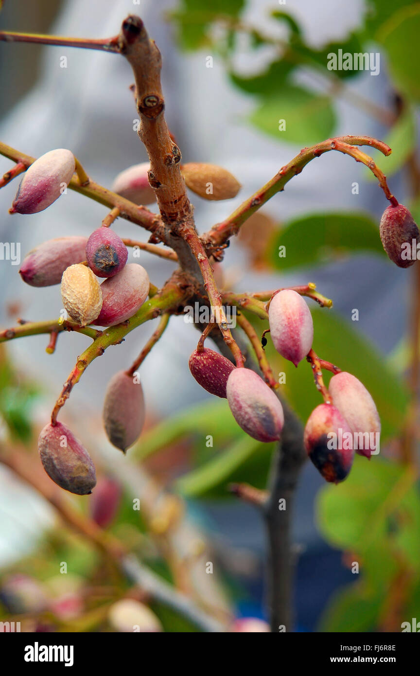 Italien Sizilien Bronte Pistazie Früchte Stockfoto