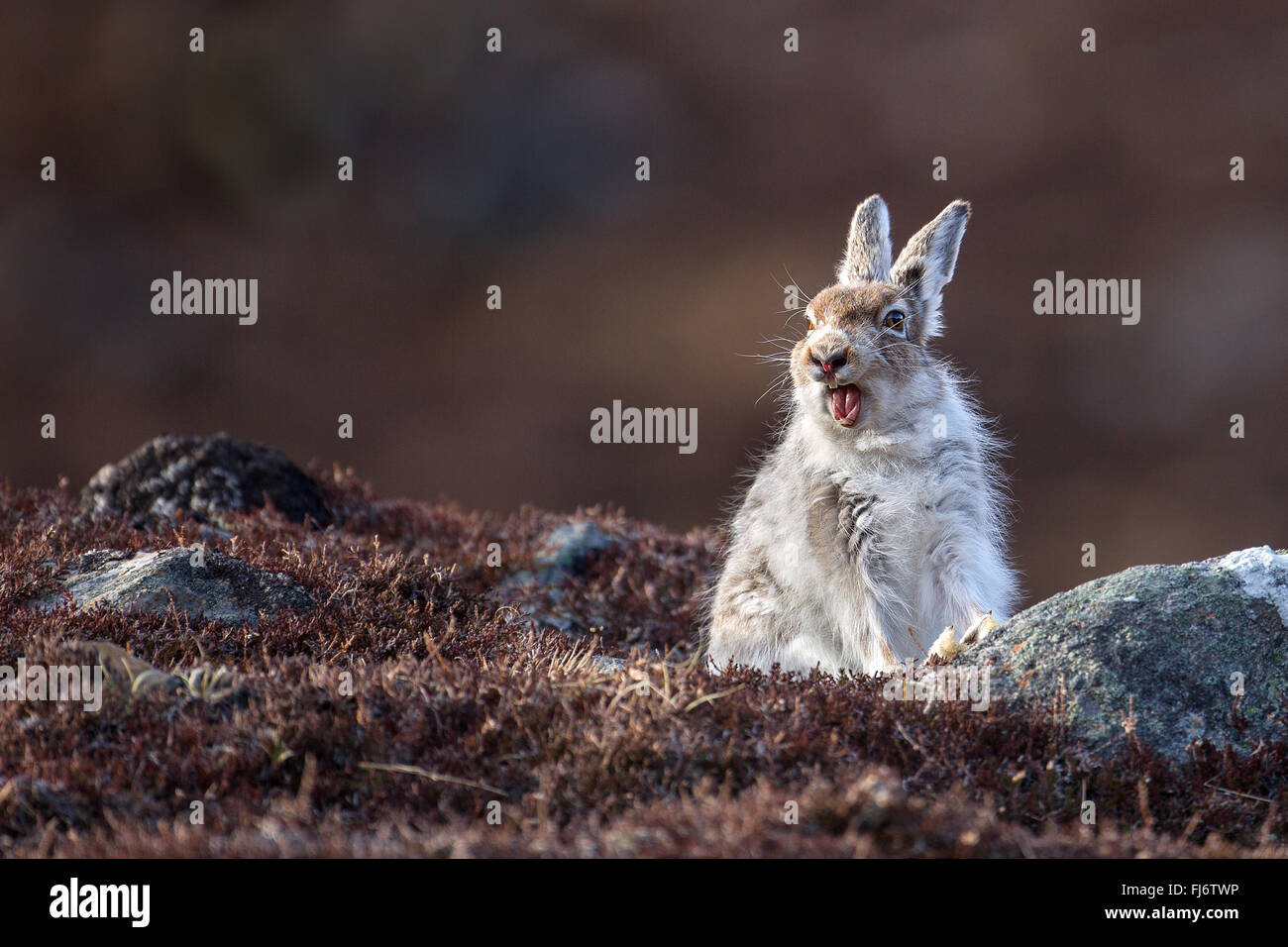 Schneehase (Lepus Timidus), Findhorn-Tal, Cairngorms.  Umstellung von Winter auf Sommermantel nach der Schneeschmelze im April. Stockfoto