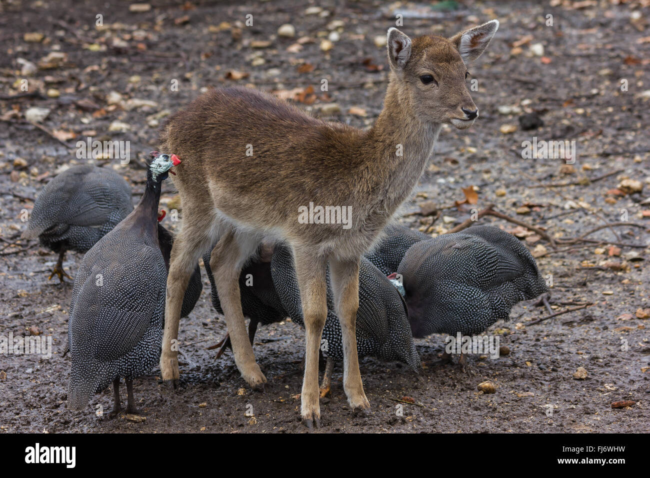 Baby-Hirsch mit Geflügel Vogel auf der Suche nach bugs Stockfoto