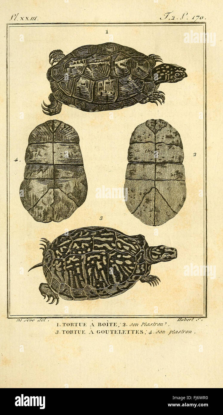 Histoire Naturelle Générale et Particulière, des Reptilien Stockfoto