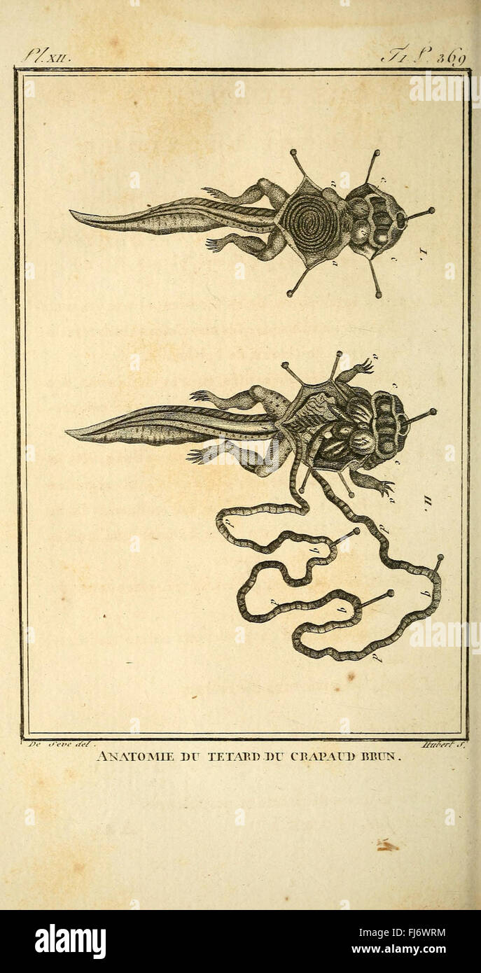 Histoire Naturelle Générale et Particulière, des Reptilien Stockfoto