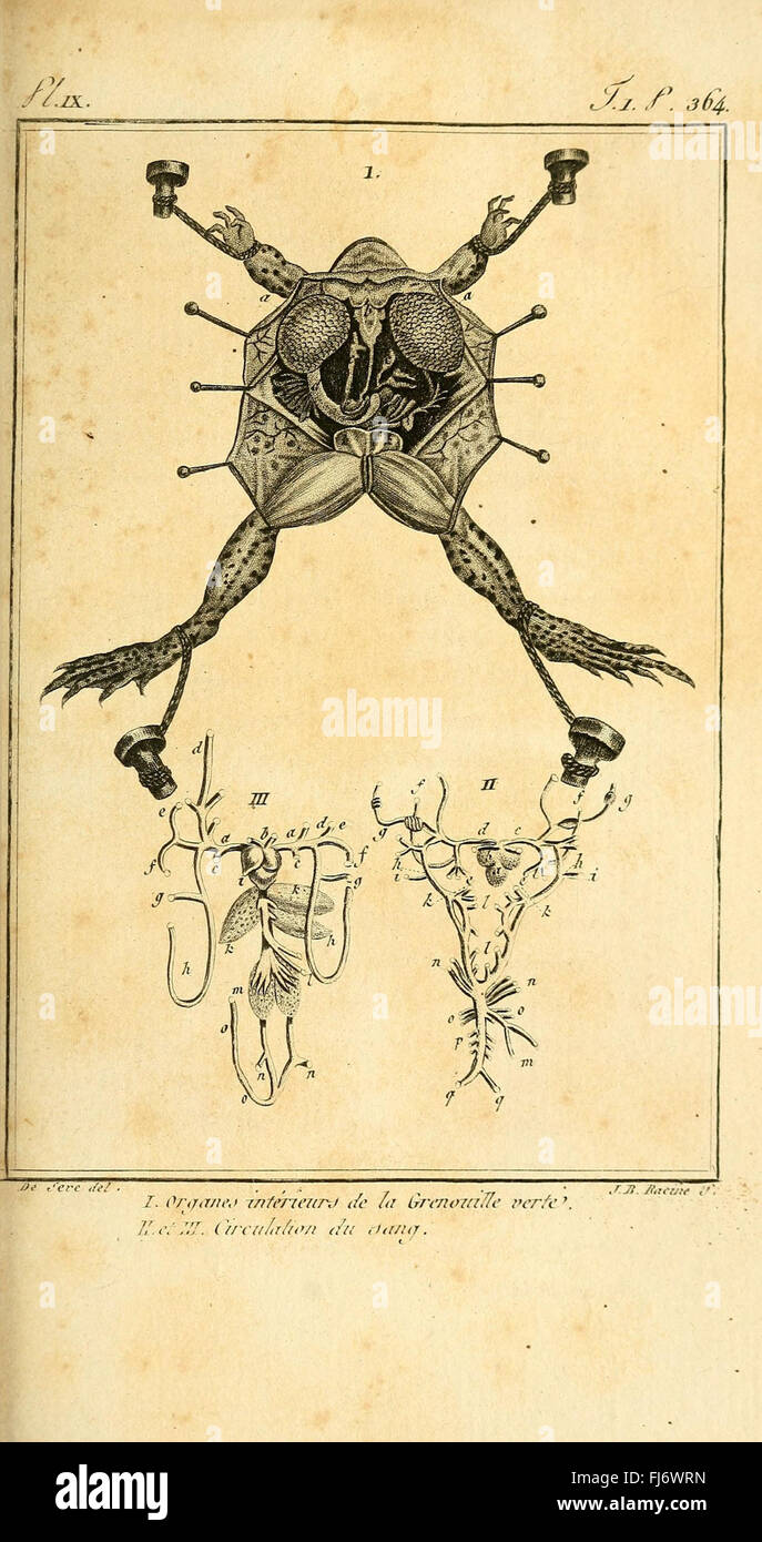 Histoire naturelle, générale et particulière, des Reptiles, Anatomy, Evolution Stockfoto