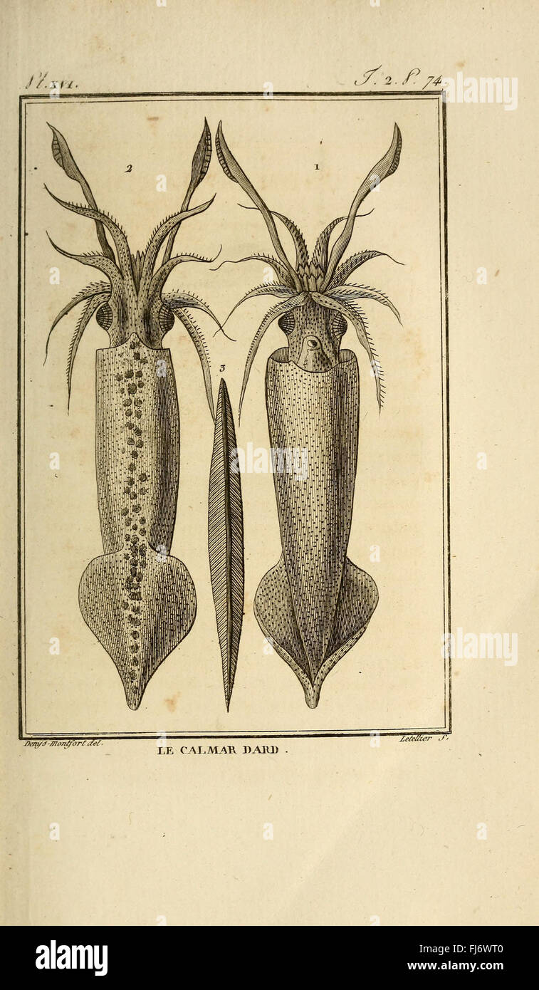 Histoire Naturelle Générale et Particulière des Mollusques Stockfoto