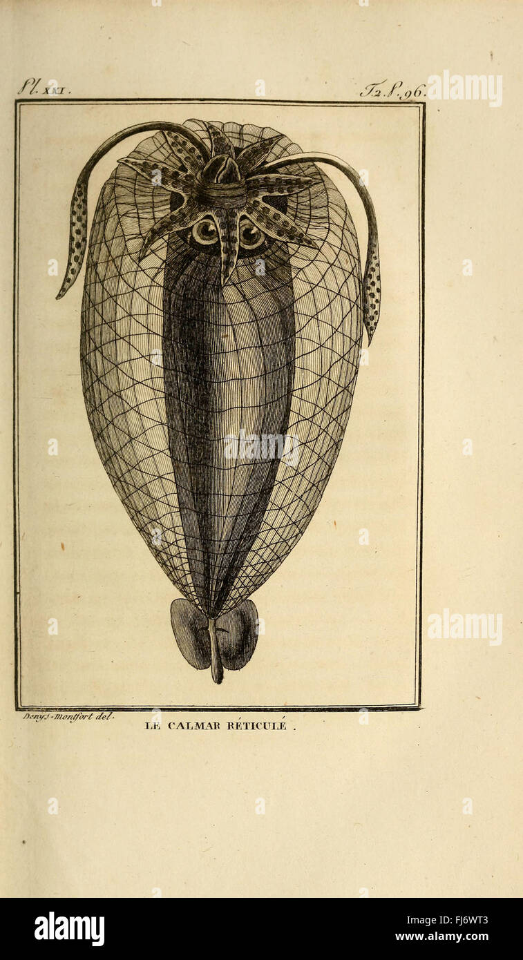 Histoire Naturelle Générale et Particulière des Mollusques Stockfoto