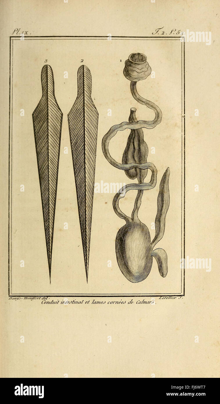 Histoire Naturelle, Générale et Particulière des Mollusques Stockfoto