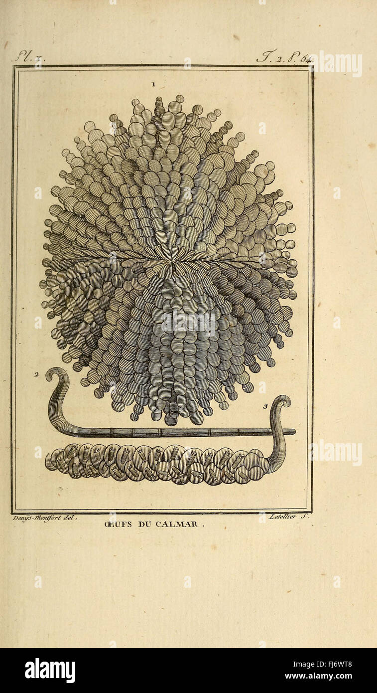Histoire naturelle, générale et particulière des mollusques, Ernst Mayr Library Harvard University MCZ Mollusks Stockfoto