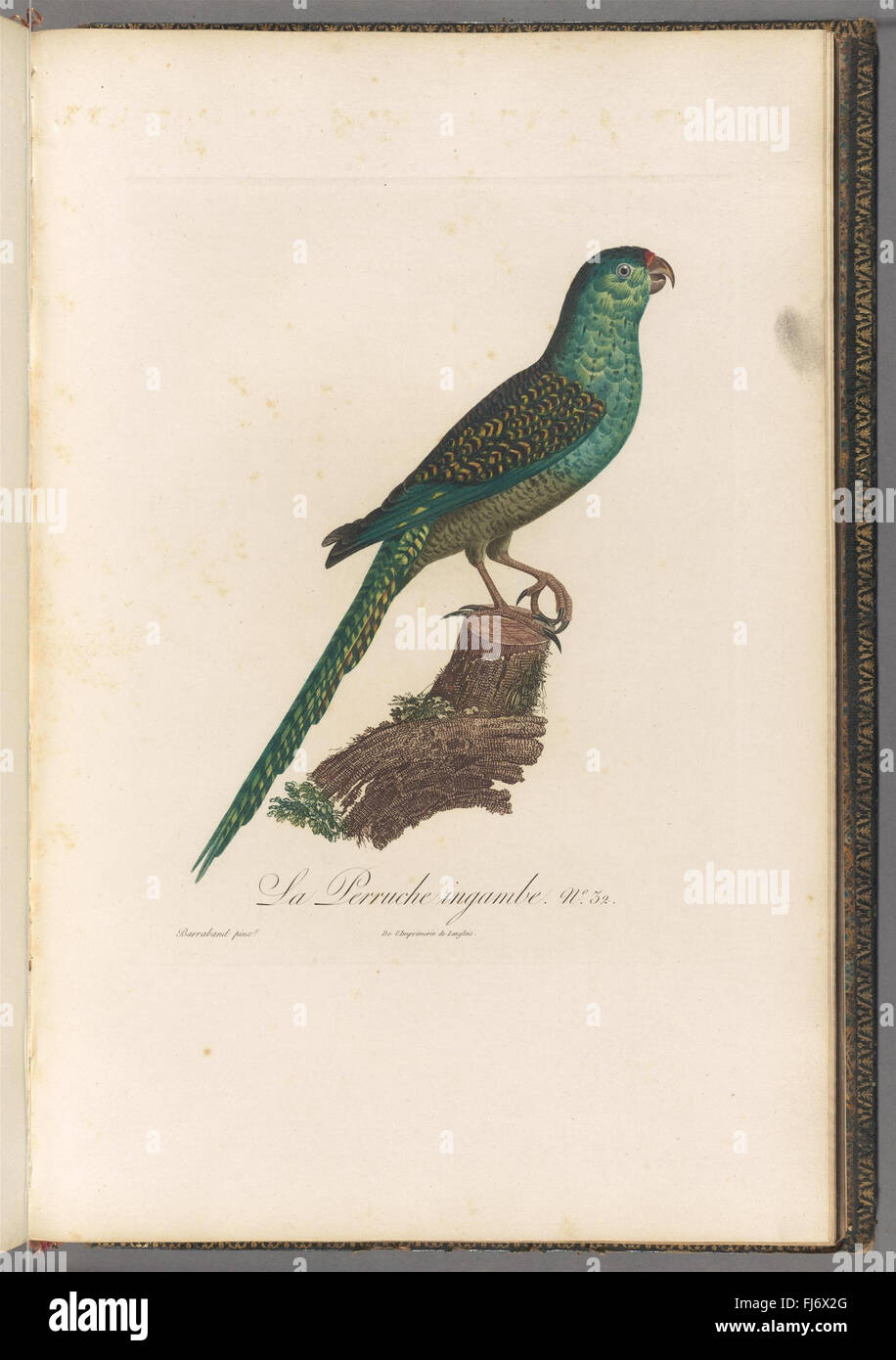 Histoire Naturelle des Perroquets (pl. 32) Stockfoto