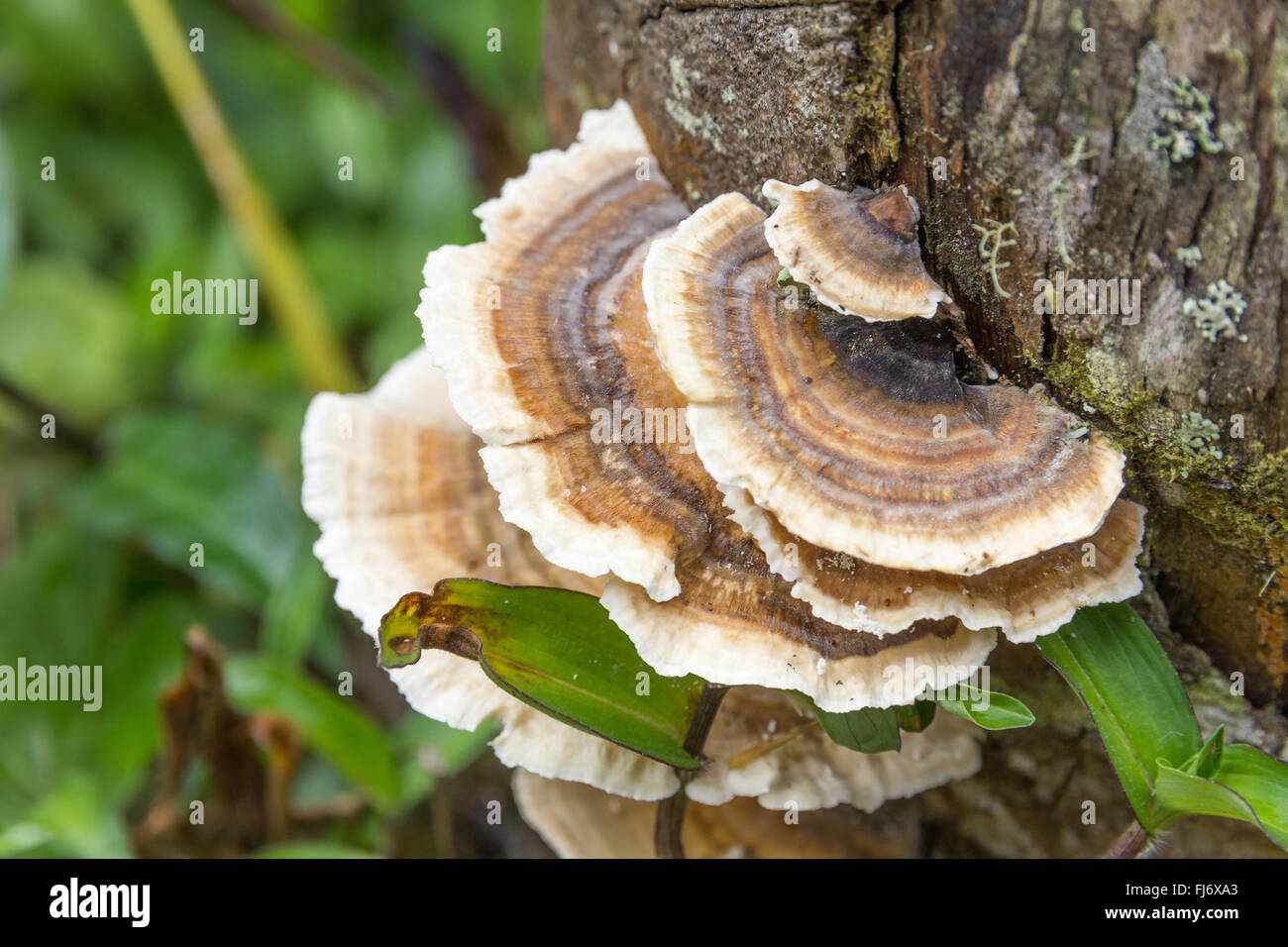 kreisförmige Pilz an einem Baum hängen Stockfoto