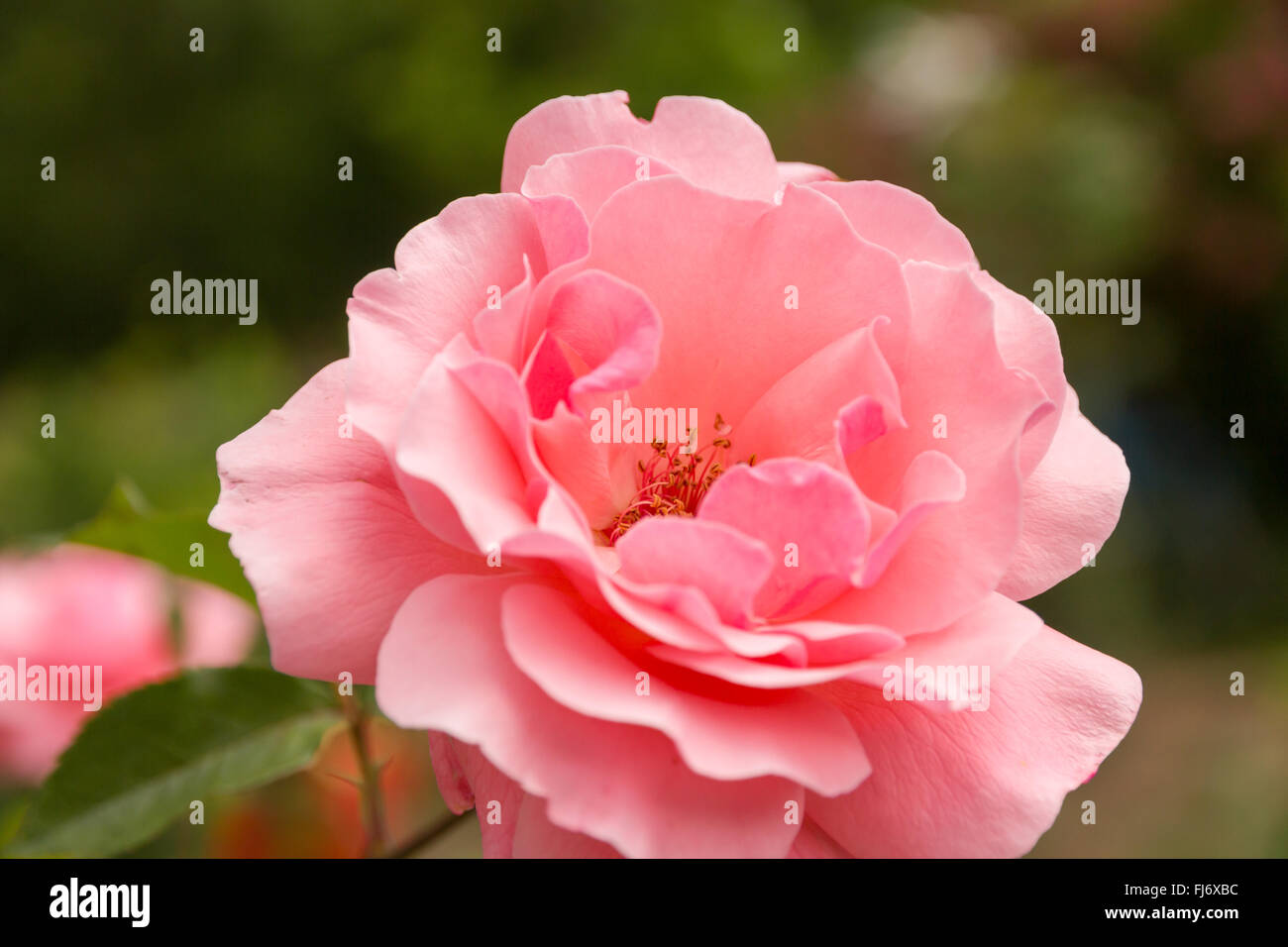 Detail-Makro eine rosa Rose Stockfoto