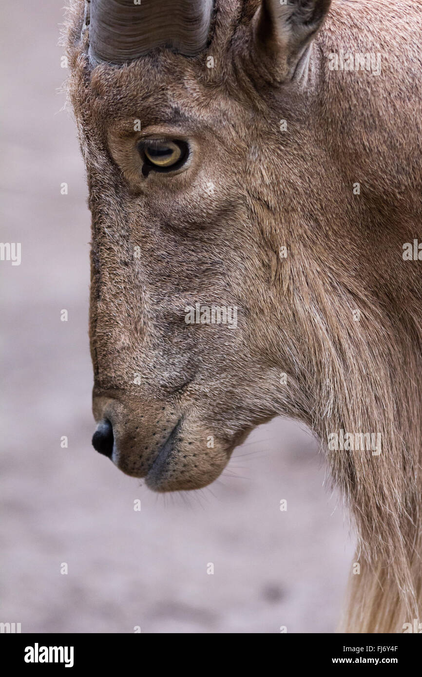 Ziege suchen beiseite auf Safari-park Stockfoto