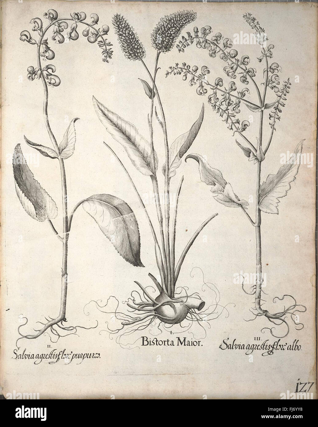 Eine detaillierte botanische Illustrationsarbeit, die eine breite