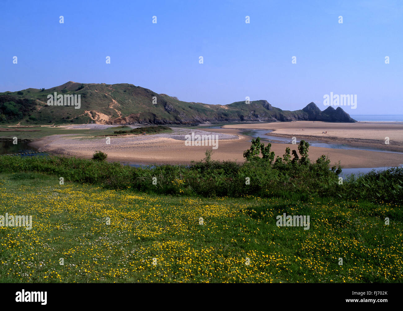 Drei Klippen Bucht im Sommer mit Butterblumen im Feld im Vordergrund Gower Halbinsel Swansea County South Wales UK Stockfoto