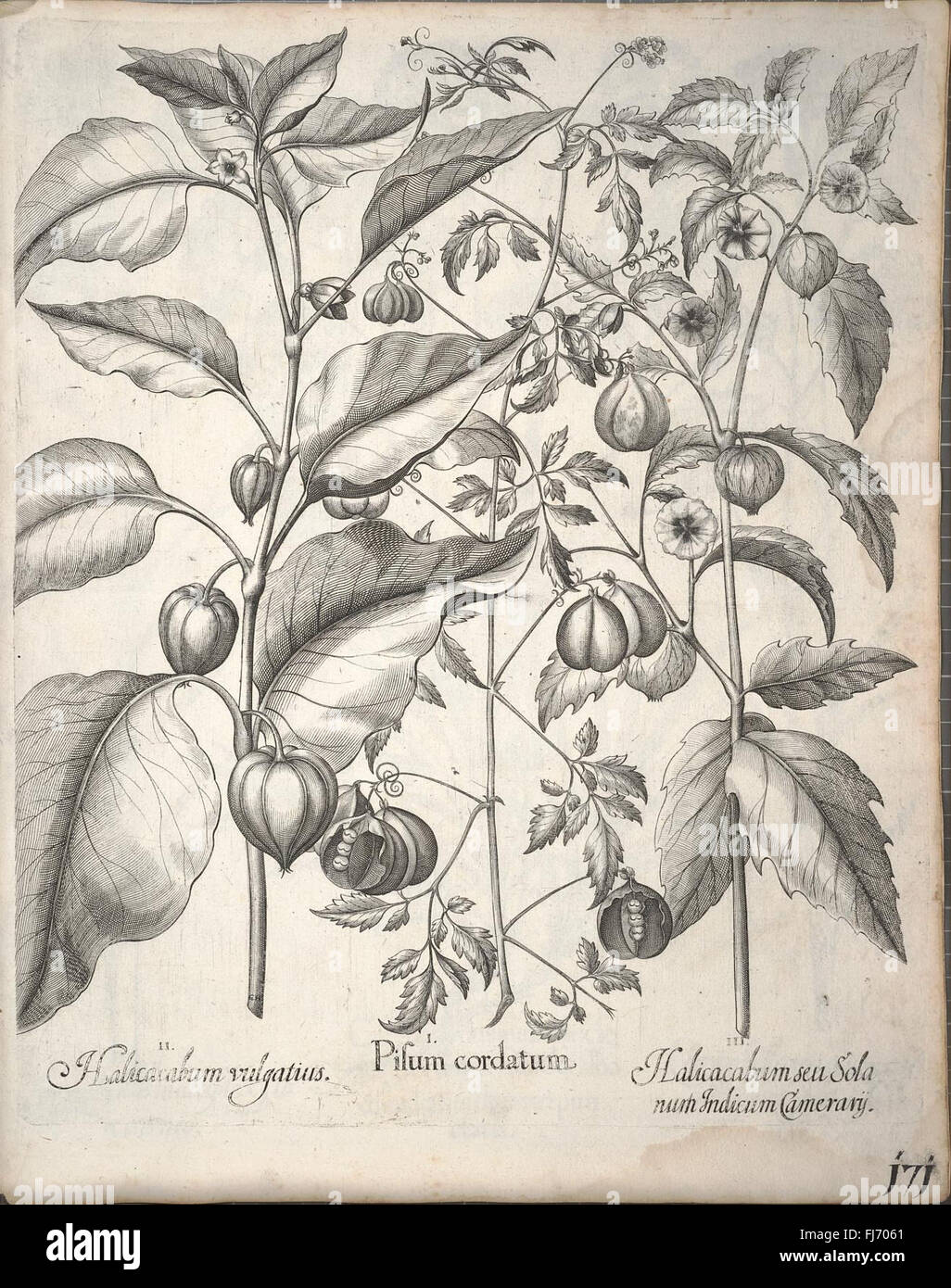 Ein botanisches Werk aus dem 16. Jahrhundert mit detaillierten