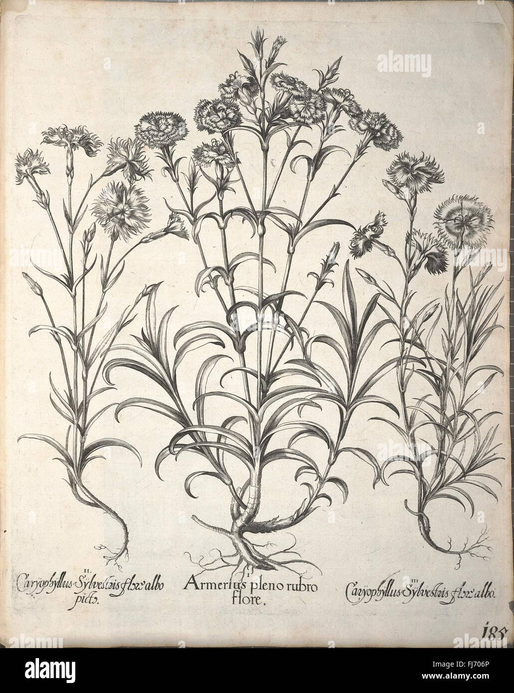 Hortus Eystettensis, Sive, Diligens et Accurata Omnium Plantarum, Florum, Stirpium (fol. 185) Stockfoto