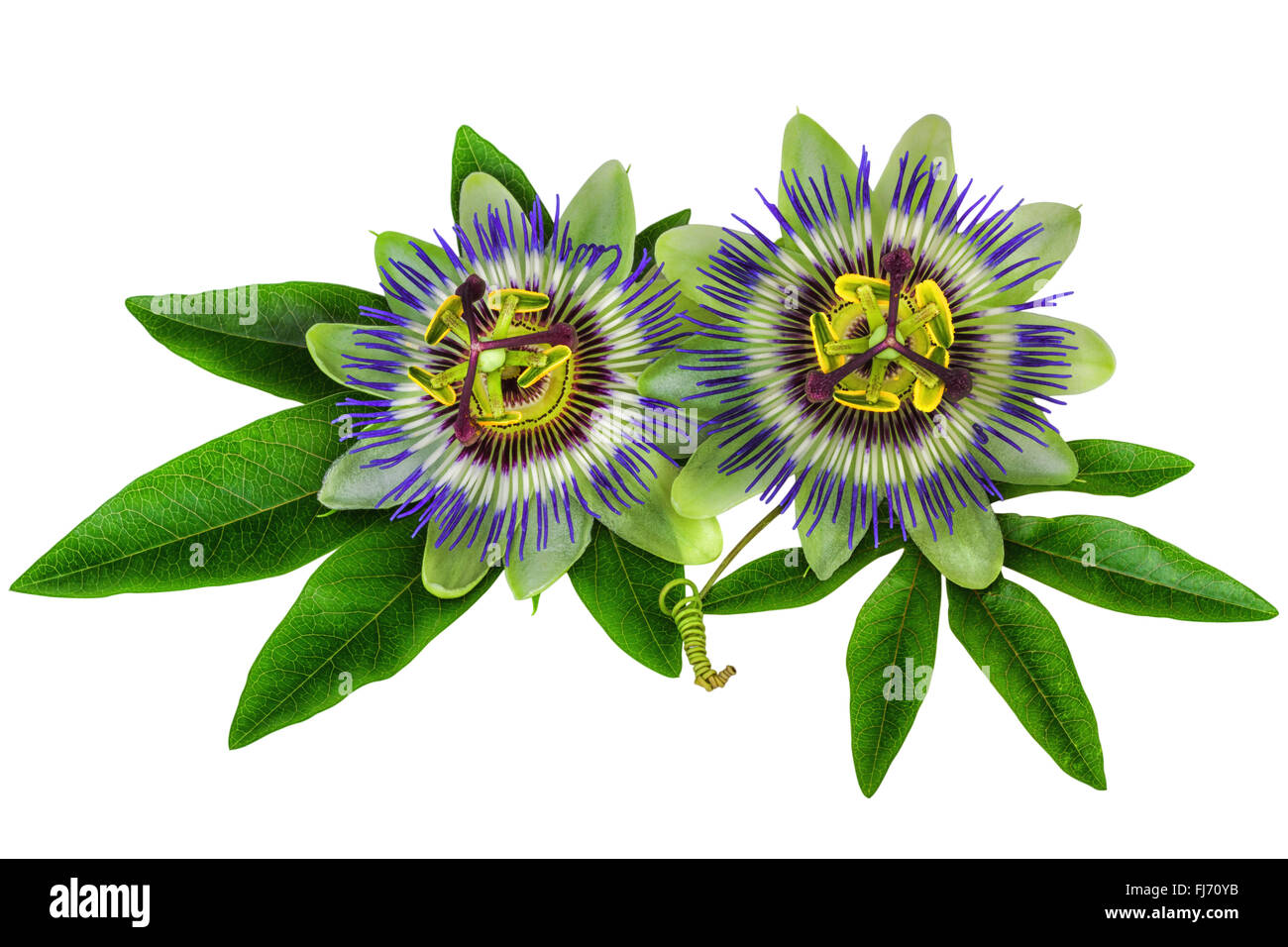 Passiflora Passionsblume homöopathische Pflanze isoliert Clipping-Pfad enthalten Stockfoto