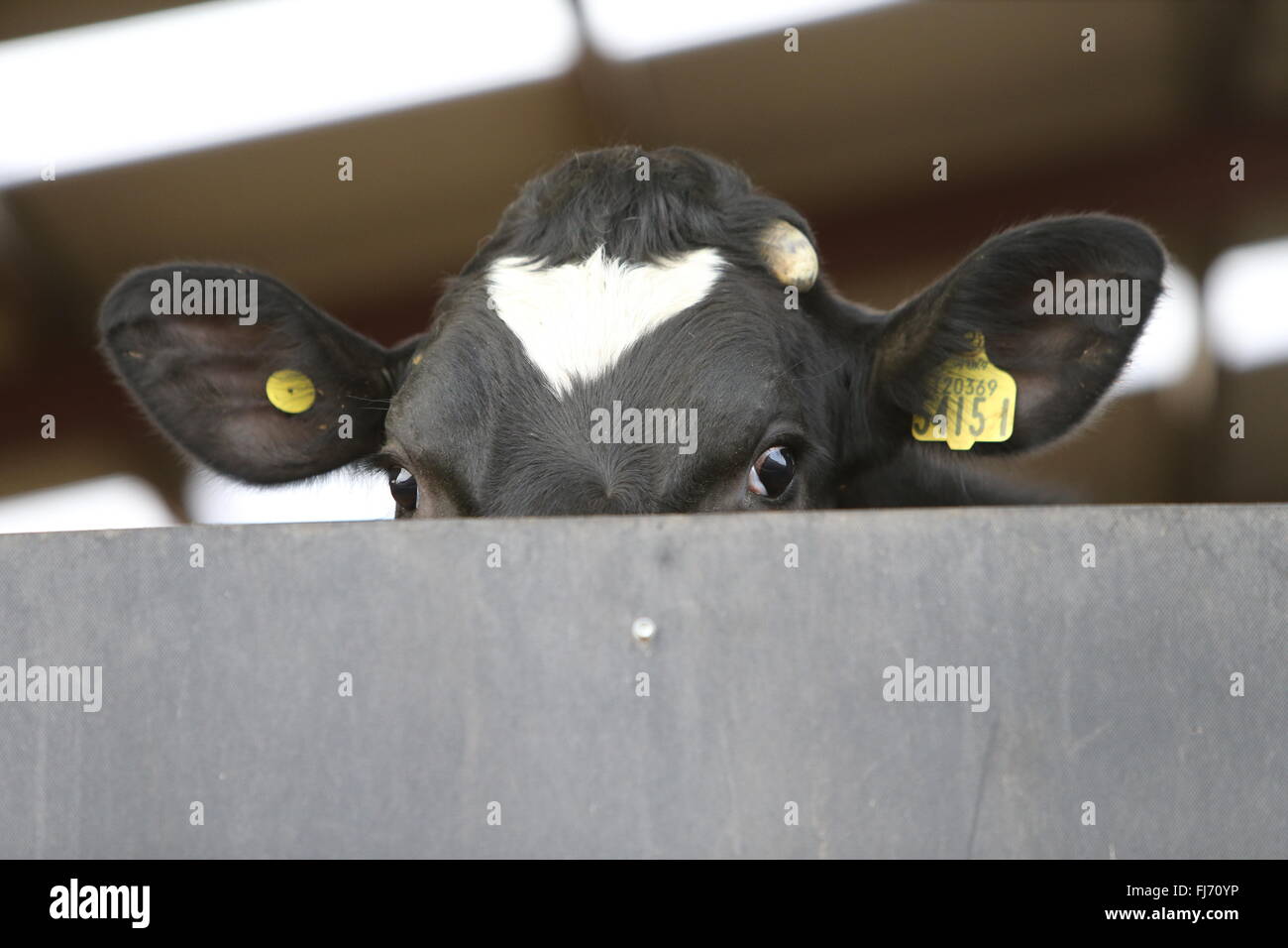 Es gab wenig unterscheidung zwischen milchvieh und fleischrindern ...