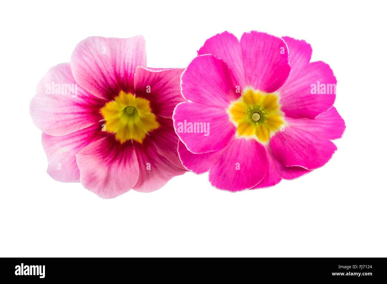 Rosa Frühling Blumen Primula Primel Closeup isoliert Stockfoto