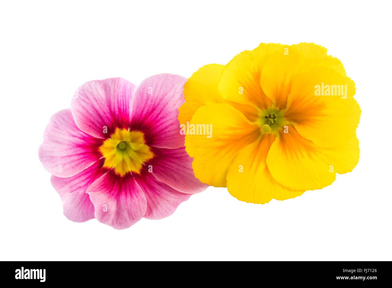 Frühling Blumen gelb rosa isoliert Stockfoto