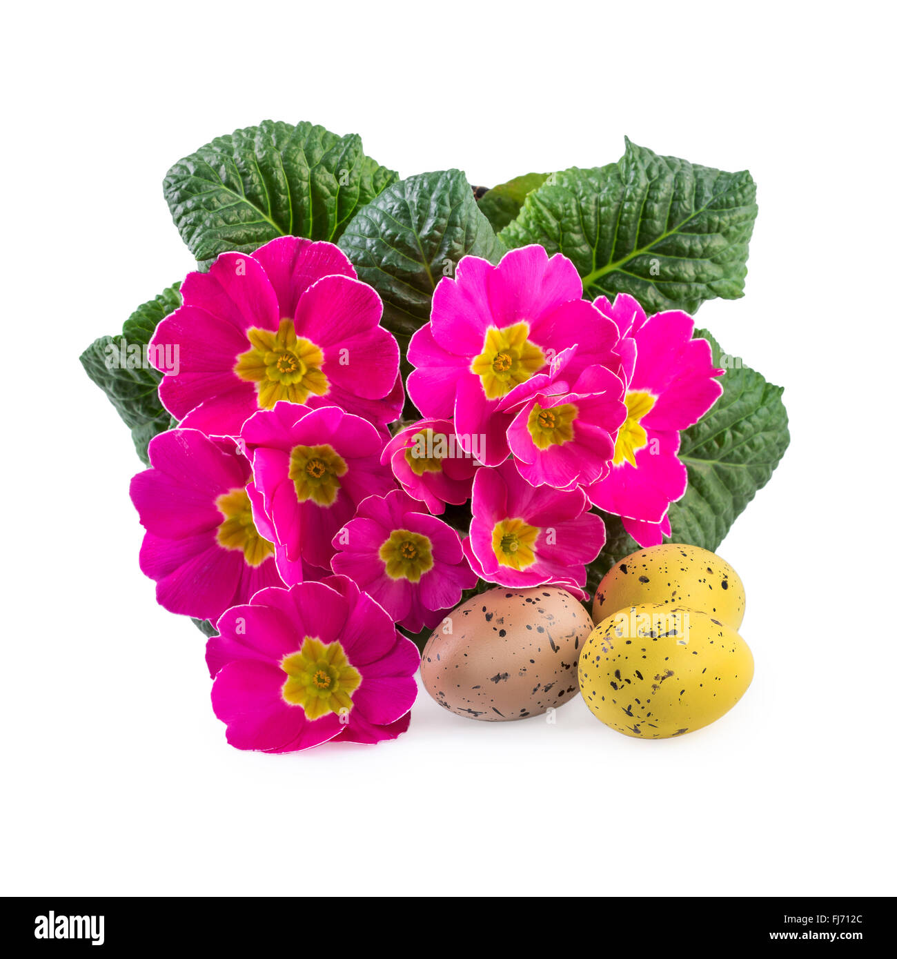 Ostern Dekoration rosa Blüten Primrose Stockfoto